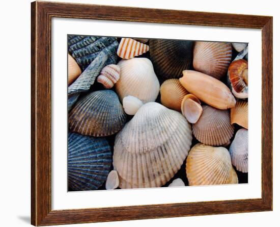 Shells on Edisto Beach, Edisto Beach State Park, South Carolina, USA-Scott T. Smith-Framed Photographic Print