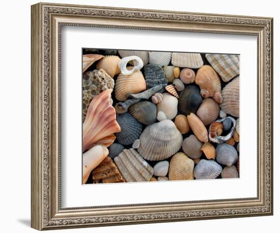 Shells on Edisto Beach, Edisto Beach State Park, South Carolina, USA-Scott T. Smith-Framed Photographic Print