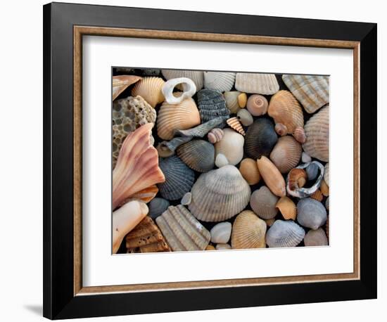 Shells on Edisto Beach, Edisto Beach State Park, South Carolina, USA-Scott T. Smith-Framed Photographic Print