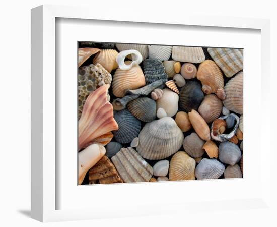 Shells on Edisto Beach, Edisto Beach State Park, South Carolina, USA-Scott T. Smith-Framed Photographic Print