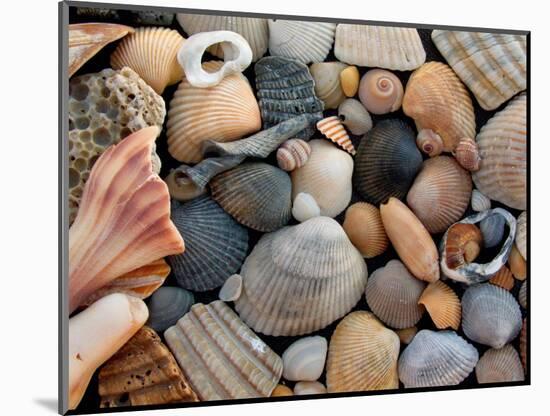 Shells on Edisto Beach, Edisto Beach State Park, South Carolina, USA-Scott T. Smith-Mounted Photographic Print