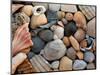 Shells on Edisto Beach, Edisto Beach State Park, South Carolina, USA-Scott T. Smith-Mounted Photographic Print