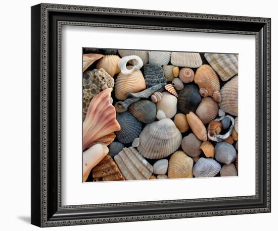 Shells on Edisto Beach, Edisto Beach State Park, South Carolina, USA-Scott T. Smith-Framed Photographic Print