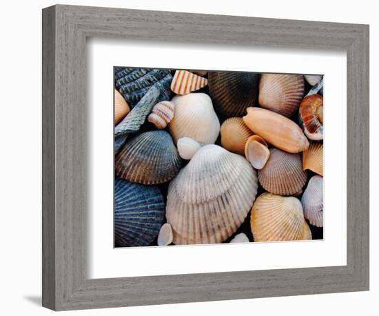 Shells on Edisto Beach, Edisto Beach State Park, South Carolina, USA-Scott T. Smith-Framed Photographic Print