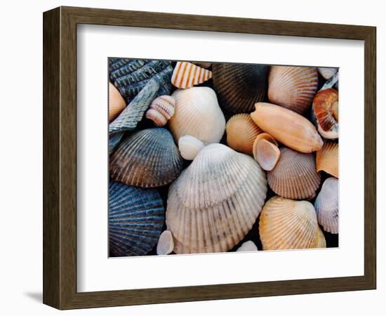 Shells on Edisto Beach, Edisto Beach State Park, South Carolina, USA-Scott T. Smith-Framed Photographic Print