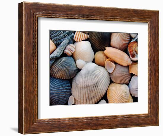 Shells on Edisto Beach, Edisto Beach State Park, South Carolina, USA-Scott T. Smith-Framed Photographic Print