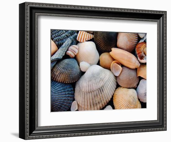 Shells on Edisto Beach, Edisto Beach State Park, South Carolina, USA-Scott T. Smith-Framed Photographic Print