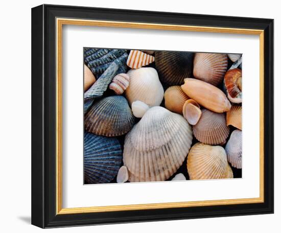 Shells on Edisto Beach, Edisto Beach State Park, South Carolina, USA-Scott T. Smith-Framed Photographic Print