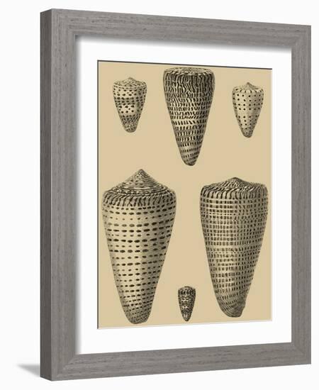 Shells on Khaki VII-Denis Diderot-Framed Art Print