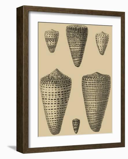 Shells on Khaki VII-Denis Diderot-Framed Art Print