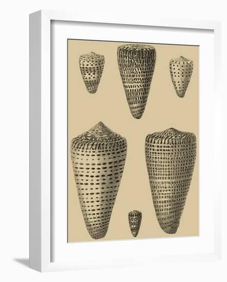 Shells on Khaki VII-Denis Diderot-Framed Art Print