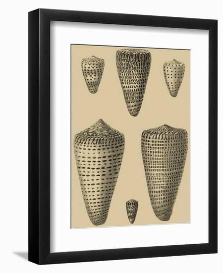 Shells on Khaki VII-Denis Diderot-Framed Art Print