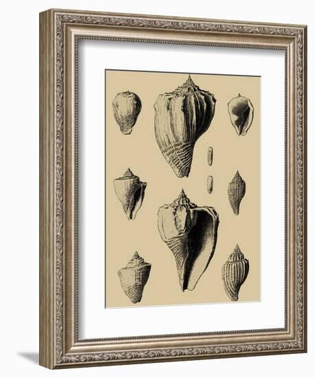 Shells on Khaki X-Denis Diderot-Framed Art Print