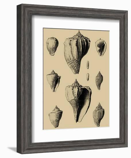 Shells on Khaki X-Denis Diderot-Framed Art Print