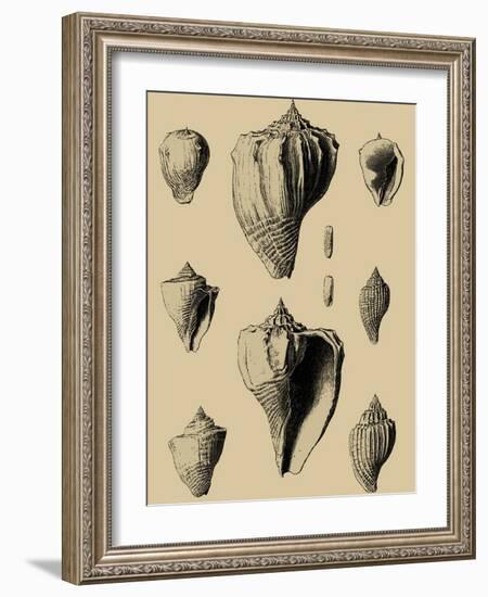 Shells on Khaki X-Denis Diderot-Framed Art Print