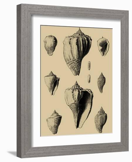 Shells on Khaki X-Denis Diderot-Framed Art Print