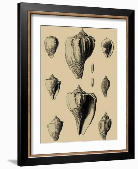 Shells on Khaki X-Denis Diderot-Framed Art Print