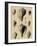 Shells on Khaki X-Denis Diderot-Framed Art Print