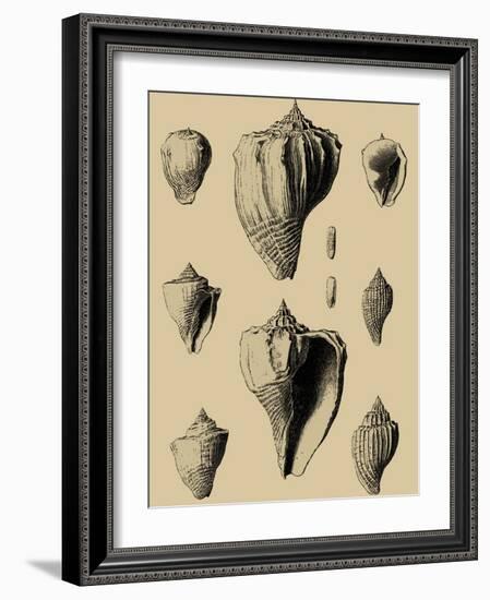 Shells on Khaki X-Denis Diderot-Framed Art Print