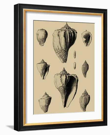 Shells on Khaki X-Denis Diderot-Framed Art Print