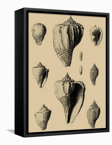 Shells on Khaki X-Denis Diderot-Framed Stretched Canvas