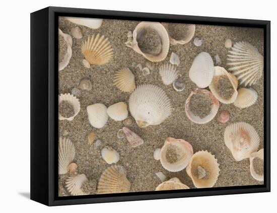 Shells on the Beach, Ko Chang, Thailand-Gavriel Jecan-Framed Premier Image Canvas