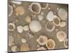 Shells on the Beach, Ko Chang, Thailand-Gavriel Jecan-Mounted Photographic Print