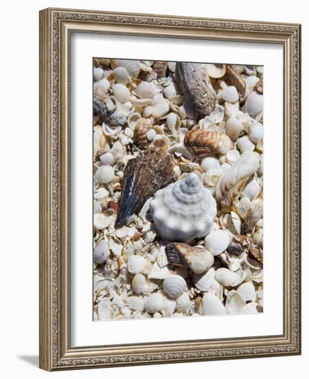 Shells on The Beach, Puerto Telchac, Mexico-Julie Eggers-Framed Photographic Print