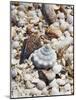 Shells on The Beach, Puerto Telchac, Mexico-Julie Eggers-Mounted Photographic Print