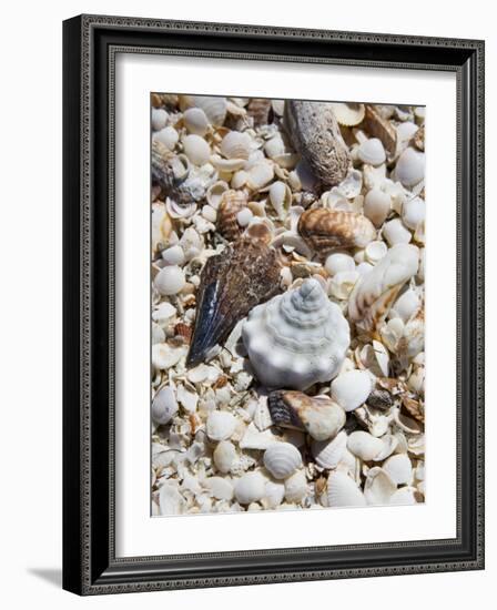 Shells on The Beach, Puerto Telchac, Mexico-Julie Eggers-Framed Photographic Print