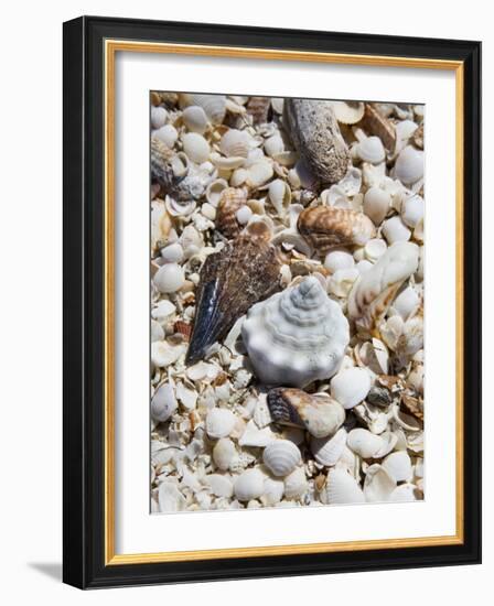 Shells on The Beach, Puerto Telchac, Mexico-Julie Eggers-Framed Photographic Print