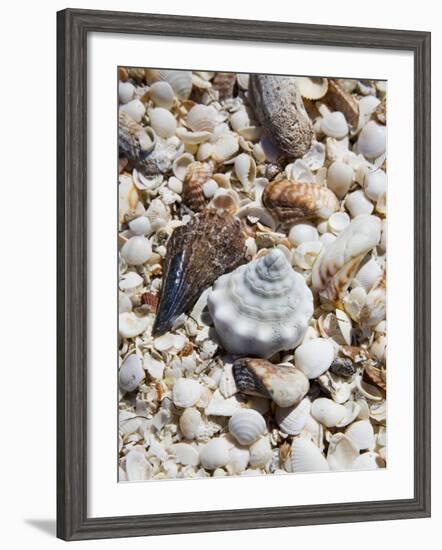 Shells on The Beach, Puerto Telchac, Mexico-Julie Eggers-Framed Photographic Print