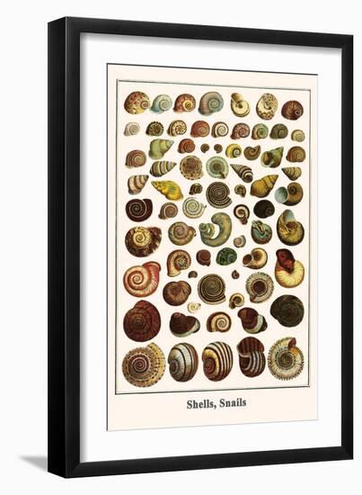 Shells, Snails-Albertus Seba-Framed Art Print