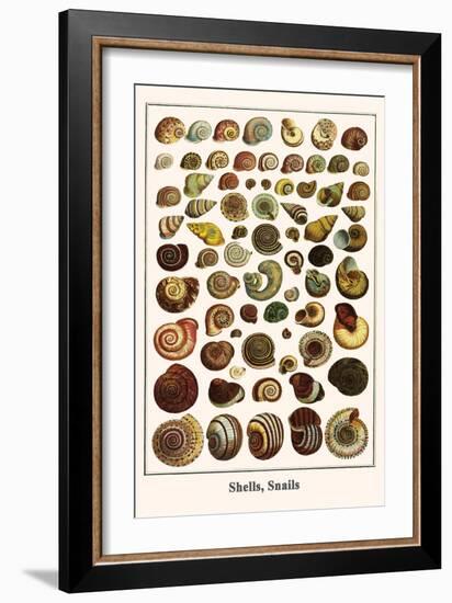 Shells, Snails-Albertus Seba-Framed Art Print