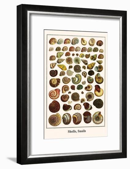 Shells, Snails-Albertus Seba-Framed Art Print