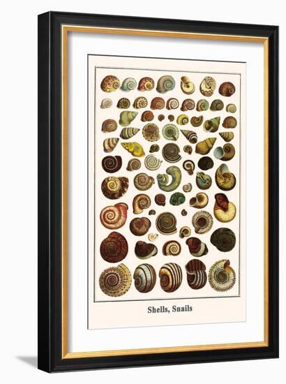 Shells, Snails-Albertus Seba-Framed Art Print