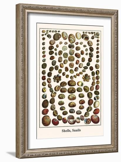 Shells, Snails-Albertus Seba-Framed Art Print