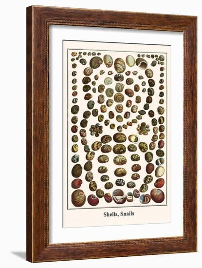 Shells, Snails-Albertus Seba-Framed Art Print