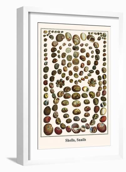 Shells, Snails-Albertus Seba-Framed Art Print