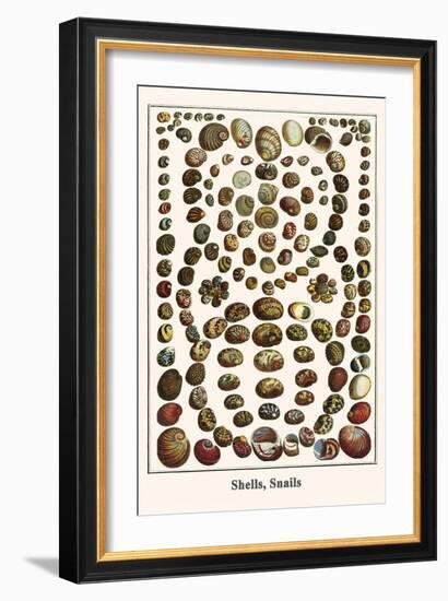 Shells, Snails-Albertus Seba-Framed Art Print