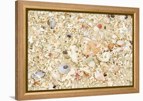 Shells Stranded Sealife Washed Ahore a White-null-Framed Premier Image Canvas