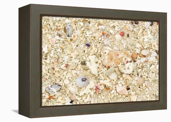 Shells Stranded Sealife Washed Ahore a White-null-Framed Premier Image Canvas