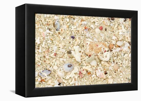 Shells Stranded Sealife Washed Ahore a White-null-Framed Premier Image Canvas