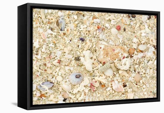 Shells Stranded Sealife Washed Ahore a White-null-Framed Premier Image Canvas