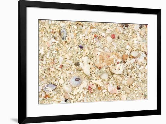 Shells Stranded Sealife Washed Ahore a White-null-Framed Photographic Print