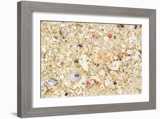 Shells Stranded Sealife Washed Ahore a White-null-Framed Photographic Print