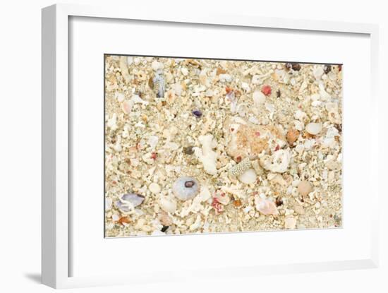 Shells Stranded Sealife Washed Ahore a White-null-Framed Photographic Print