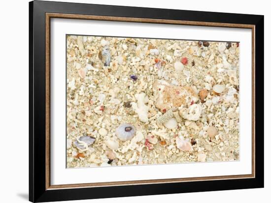 Shells Stranded Sealife Washed Ahore a White-null-Framed Photographic Print