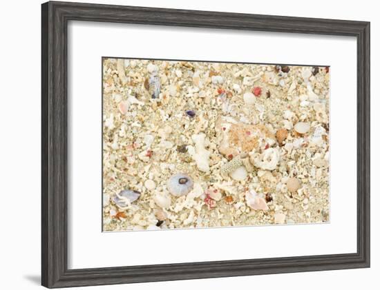 Shells Stranded Sealife Washed Ahore a White-null-Framed Photographic Print