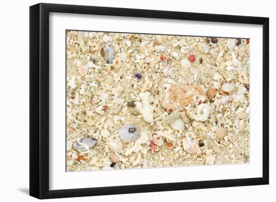 Shells Stranded Sealife Washed Ahore a White-null-Framed Photographic Print